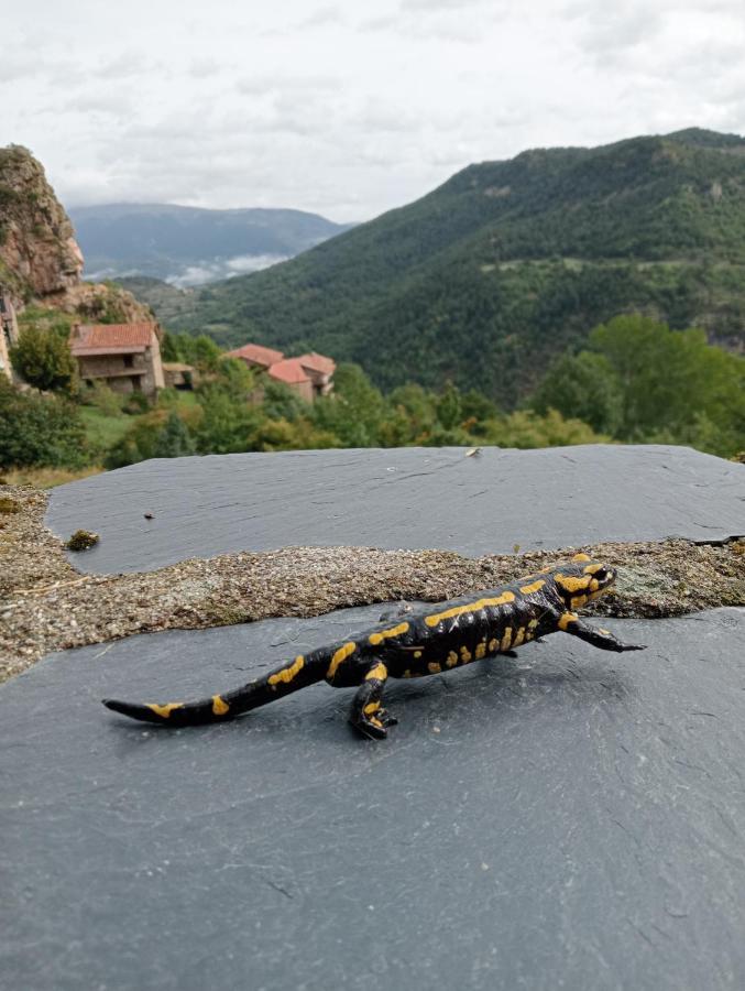 Cal Ferrer Habitatge Rural Villa Cava Kültér fotó